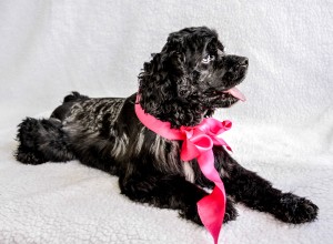 Roxy_20030056_hi1_Hunt