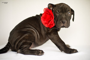 Puppy Photography Day at the SPCA